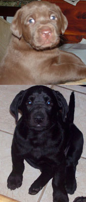 AKC Registered Labrador Retrievers