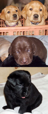 Adopt Labrador Retriever Puppies