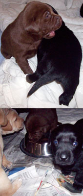 Labrador Retriever Puppies