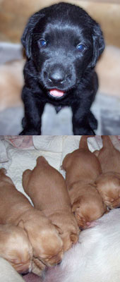Labrador Puppies