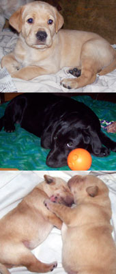 Adorable Labrador Retrievers