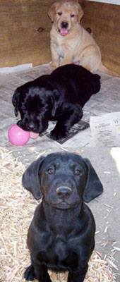 Labrador Colors