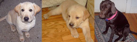 Beautiful Labrador Retrievers Sitting Pretty