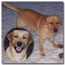 Bullseye - Fox Red Labrador Retriever Stud
