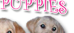 Started Puppies