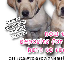 Crate and obedience training started.