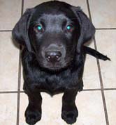 Black Labrador Puppy Sitting Pretty