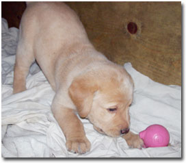 Fox Red Puppy Playing