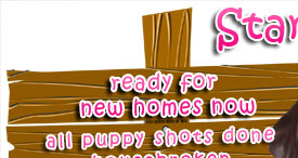 Lab Puppies - Ready for new home!