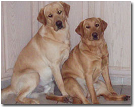 Fox Red Labrador Retrievers