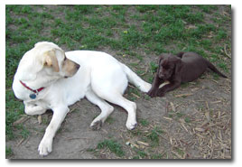 Sandy with Chocolate Lab Puppy