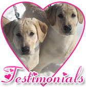 Testimonials - Reviews