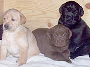 Fox Red Lab Puppies, Chocolate Lab Puppies, Black Lab Puppies