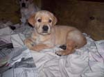 0000_1gramspups_021