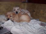 000_3gramspups_023